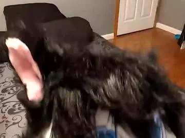 bloodmoonwolfie88 from Chaturbate is Freechat