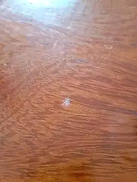 Taradinha_pelosogro from StripChat is Freechat