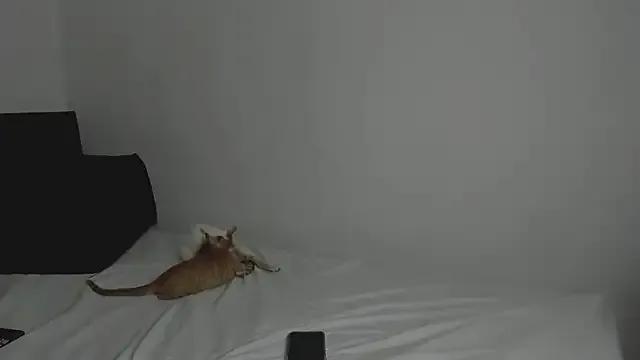 tifanymonroe from StripChat is Freechat